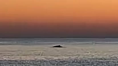 Una ballena se acerca a 50 metros de la playa de Barcelona en el ltimo domingo del a?o,