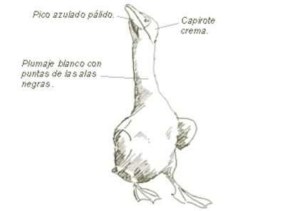 <b>Nombre común</b>: Alcatraz Común
<b>Nombre científico</b>:Morus bassanus 	
<b>Orden</b>:Pelecaniformes 	
<b>Familia</b>:Sulidae
