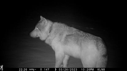 Wolves at Walden, Colorado