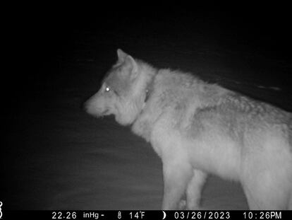 A gray wolf is seen in a trail camera image on the Sherman Creek Ranch, March 26, 2023, near Walden, Colorado. As state officials prepare to reintroduce wolves in western Colorado, a small number of the animals already have wandered in from Wyoming.  (Don Gittleson via AP)