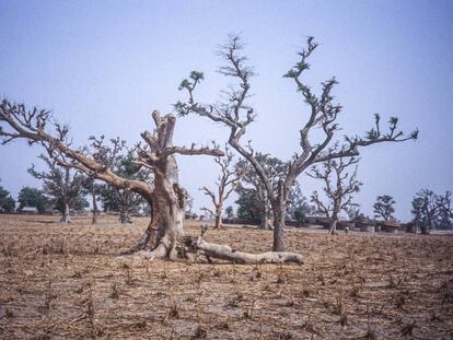África tiene 700 millones de hectáreas degradadas, el equivalente a la superficie de Australia.