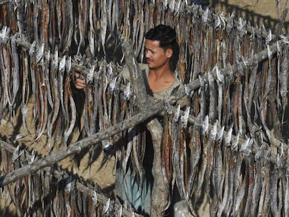 Un pescador paquistaní recoge pescado seco, en el puerto de Karachi (Pakistán)