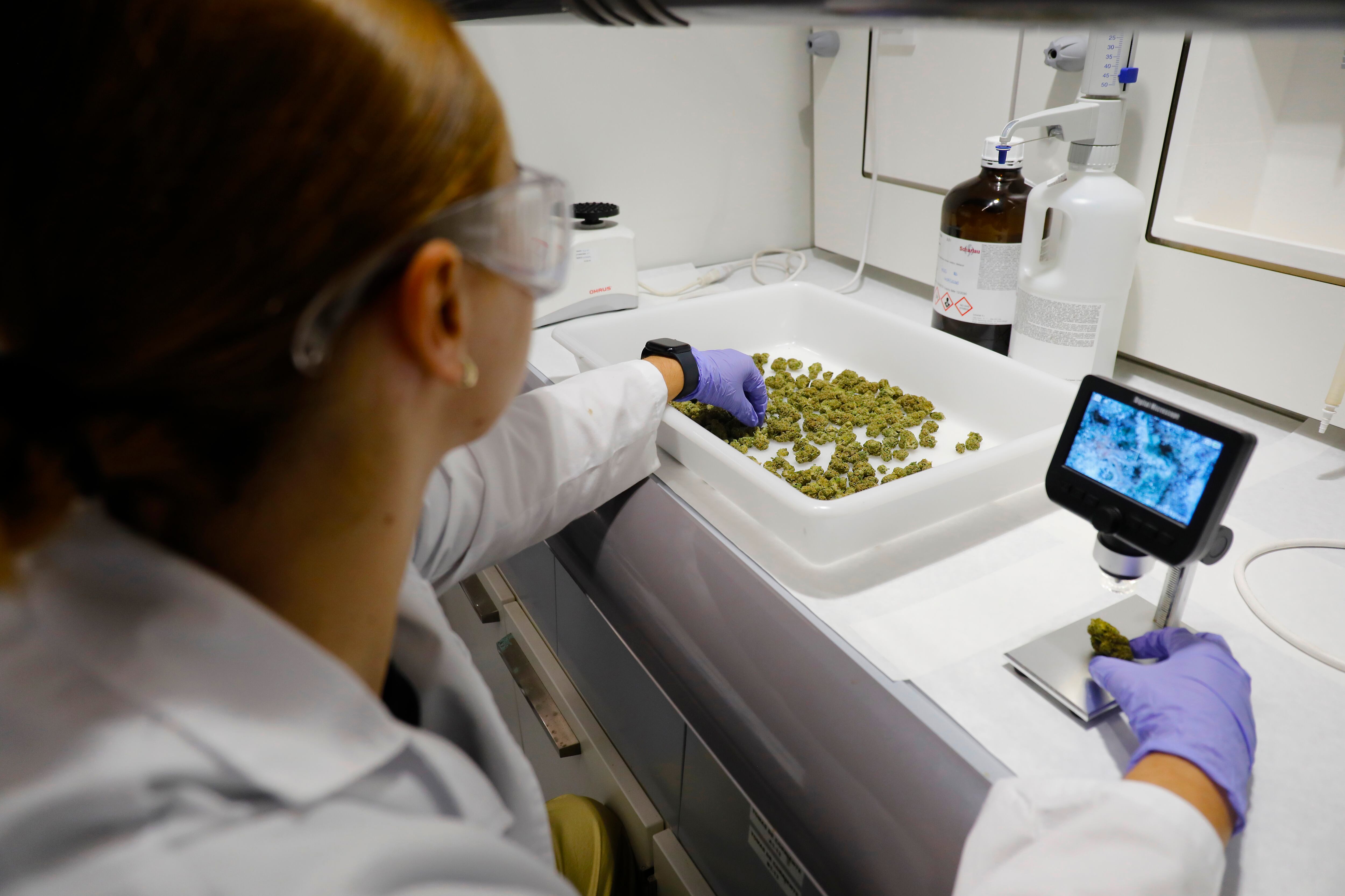 Llega a los hospitales el cannabis medicinal: “Por fin dejamos de estar en manos de los narcos”