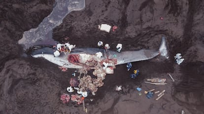 El cadáver de una ballena varada en una playa de la comuna Talcahuano, en  la zona central de Chile