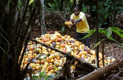 Colheita de frutos de cacau em Toumodi (Costa do Marfim).