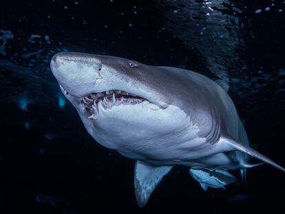 Un ejemplar de tiburón toro.