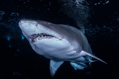 Un ejemplar de tiburón toro.