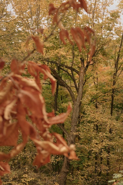 El bosque de Bedford, donde vive la pareja de creadores.