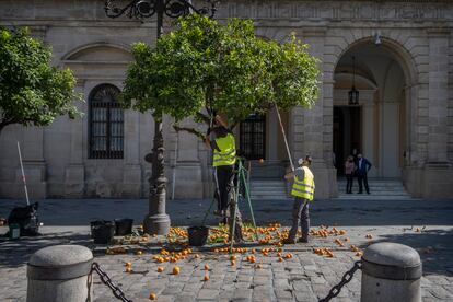 Dos operarios recogen naranjas en la puerta del Ayuntamiento de Sevilla, el 15 de febrero de 2021.