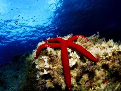 Estrella de mar púrpura en el parque nacional de La Cabrera.