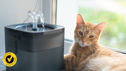 Un gato al lado de una fuente de agua