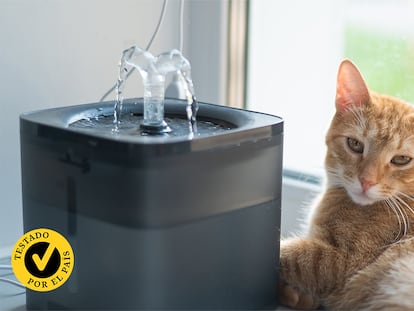 Un gato al lado de una fuente de agua