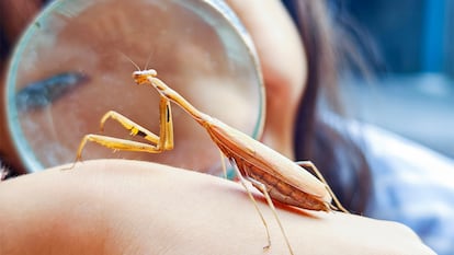 Una niña observando un insecto con una lupa.