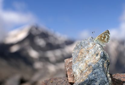 De la mariposa del Puerto del Lobo ('Agriades zullichi') solo quedan ejemplares, y no muchos en los picos de Sierra Nevada. Su hábitat apenas alcanza las 70 hectáreas. Su oruga solo se alimenta de una planta, también de alta montaña.