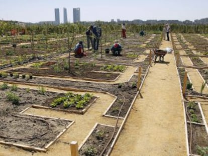 Huertos urbanos en alquiler en La Huerta de Montecarmelo.