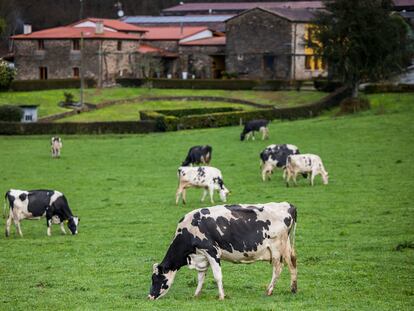 Vacas pastan en la explotación ganadera de Casa da Cursicada, en Arzúa (A Coruña).