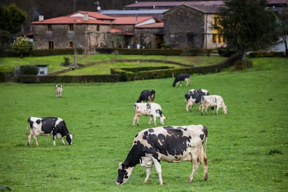 Vacas pastan en la explotación ganadera de Casa da Cursicada, en Arzúa (A Coruña).