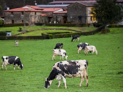Vacas pastan en la explotación ganadera de Casa da Cursicada, en Arzúa (A Coruña).