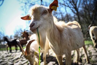 Las cabras pacen los hierbajos que crecen entre los adoquines de Arenberg.