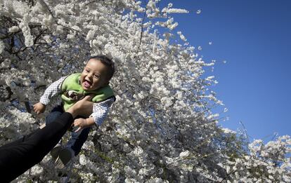 Un papá sostiene a su hijo para una foto delante de un cerezo en flor en Central Park, Nueva York (EE UU), el 20 de abril 2014.