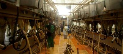 Una instalaci&oacute;n para orde&ntilde;ar vacas en la localidad de Aranda de Duero (Burgos).
