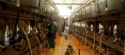Una instalación para ordeñar vacas en la localidad de Aranda de Duero (Burgos).
