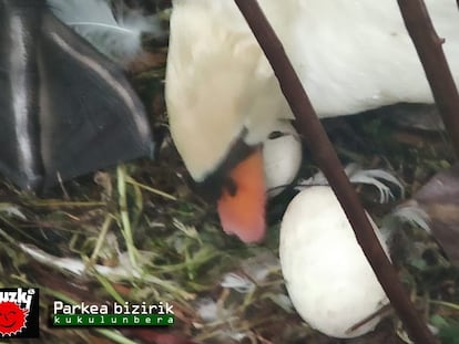 La organización ecologista Eguzki denuncia que Ayuntamiento de San Sebastián tiene al cisne de plaza Gipuzkoa "engañado" incubando huevos de yeso.