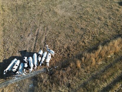 Un grupo de vacas pastaban el miércoles en un campo seco en Rancourt (Francia).