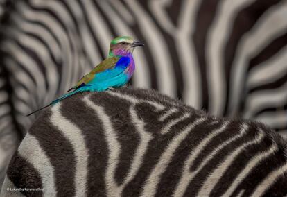 La fotógrafa Lakshitha Karunarathna estaba visitando la reserva nacional Masái Mara, en Kenia, cuando apreció algo inusual: un ave carraca lila posado sobre una cebra. Este ejemplar normalmente prefiere posarse en lo alto de los árboles, pero en este caso pasó más de una hora paseando por encima de la cebra y comiendo algunos insectos.