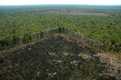 Selva talada ilegalmente fuera de las concesiones de APP, en Riau (Sumatra).