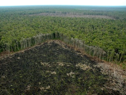 Selva talada ilegalmente fuera de las concesiones de APP, en Riau (Sumatra).