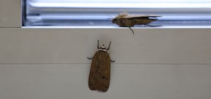 Dos mariposas plusia, en una ventana esta mañana.
