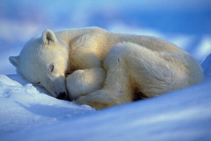 Un oso polar duerme en la Isla de Baffin, situada en el archipiélago ártico canadiense, en junio de 2007.