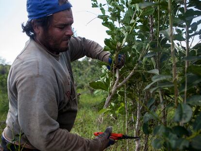 Un trabajador rural cosecha hojas de un arbusto de yerba mate, en la provincia nororiental argentina de Misiones, el 27 de agosto de 2015.