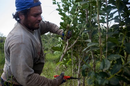 Un trabajador rural cosecha hojas de un arbusto de yerba mate, en la provincia nororiental argentina de Misiones, el 27 de agosto de 2015.