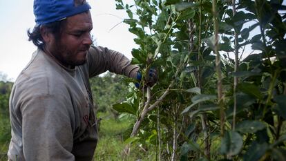 Un trabajador rural cosecha hojas de un arbusto de yerba mate, en la provincia nororiental argentina de Misiones, el 27 de agosto de 2015.