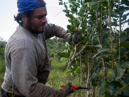 Un trabajador rural cosecha hojas de un arbusto de yerba mate, en la provincia nororiental argentina de Misiones, el 27 de agosto de 2015.