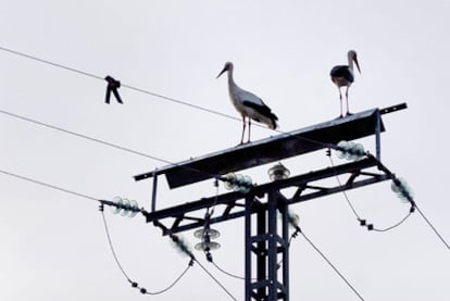 Dos cigüeñas se posan en un poste de la luz en El Boalo.