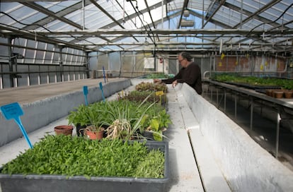 Luis Cardo, director del Centro de Capacitación Agraria de Villaviciosa de Odón, revisa el proyecto brotes tiernos con especies silvestres en el invernadero del centro