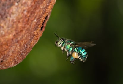 Una abeja de la especie 'Euglossa cybelia' en las tierras bajas del Pacífico de Costa Rica.