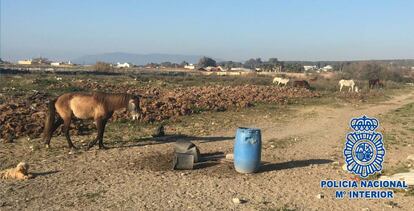 Animales abandonados rescatados en La lïnea.