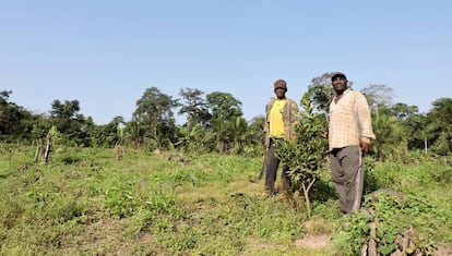 Jean Onana (derecha) y su compañero Gabriel Etou, en la plantación de árboles frutales cerca de Obala (Camerún).