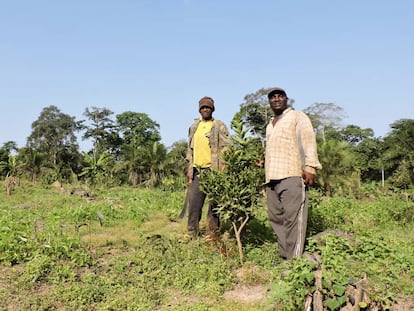 Jean Onana (derecha) y su compañero Gabriel Etou, en la plantación de árboles frutales cerca de Obala (Camerún).