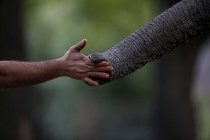 Un cuidador de zoo entrena a un elefante africano en el "eco-park" de Buenos Aires, Argentina.