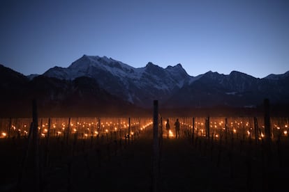 Las llamadas velas de escarcha se encienden en un viñedo, en Flaesch, Suiza.