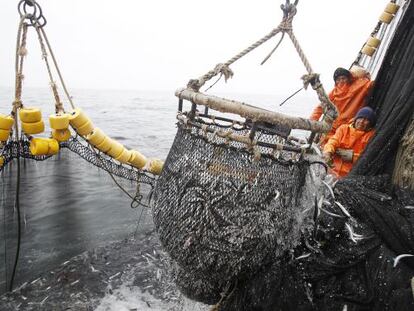 Pescadores puxam uma rede cheia de anchovas, em 2012.