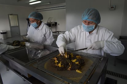 Workers handle sturgeon spawns at the sturgeon farm in Baygorria, 270km north of Montevideo, on August 31, 2016.
A Uruguayan firm, "Esturiones del Rio Negro", produces and exports since 2000 caviar under the brand "Black River Caviar", an atypical product from a country traditionally known as a beef exporter. / AFP PHOTO / MIGUEL ROJO