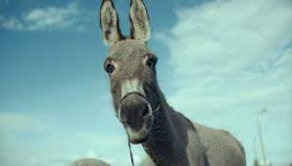 Imagen de 'EO', con el burro protagonista.