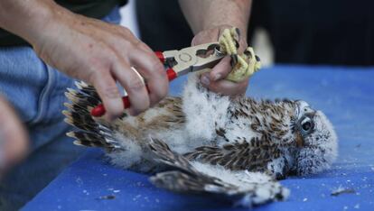 La cría de la pareja de halcones del Hospital Gómez Ulla.