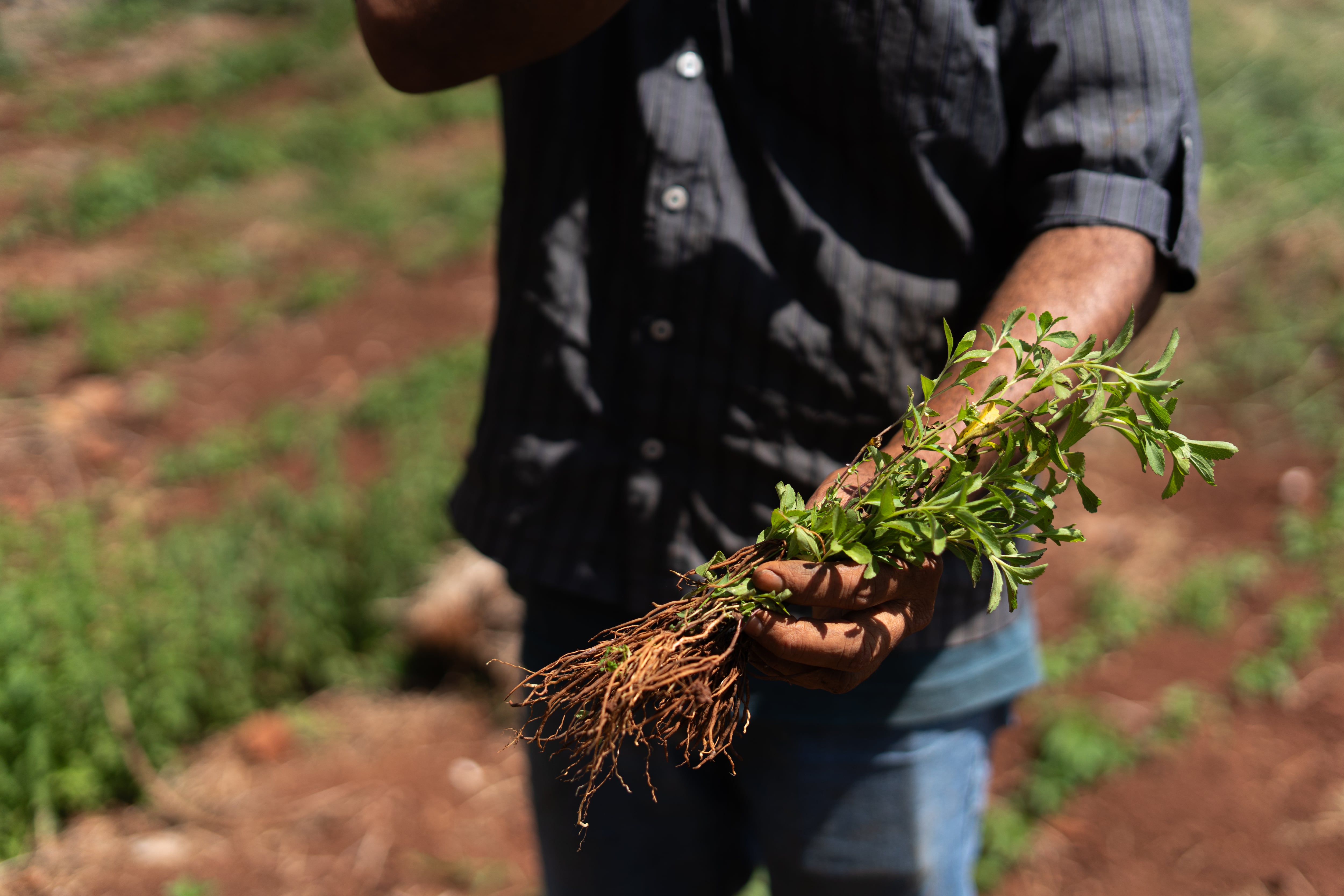 Un agricultor muestra una planta de estevia en un campo de cultivo de Minga Guazú (Paraguay).